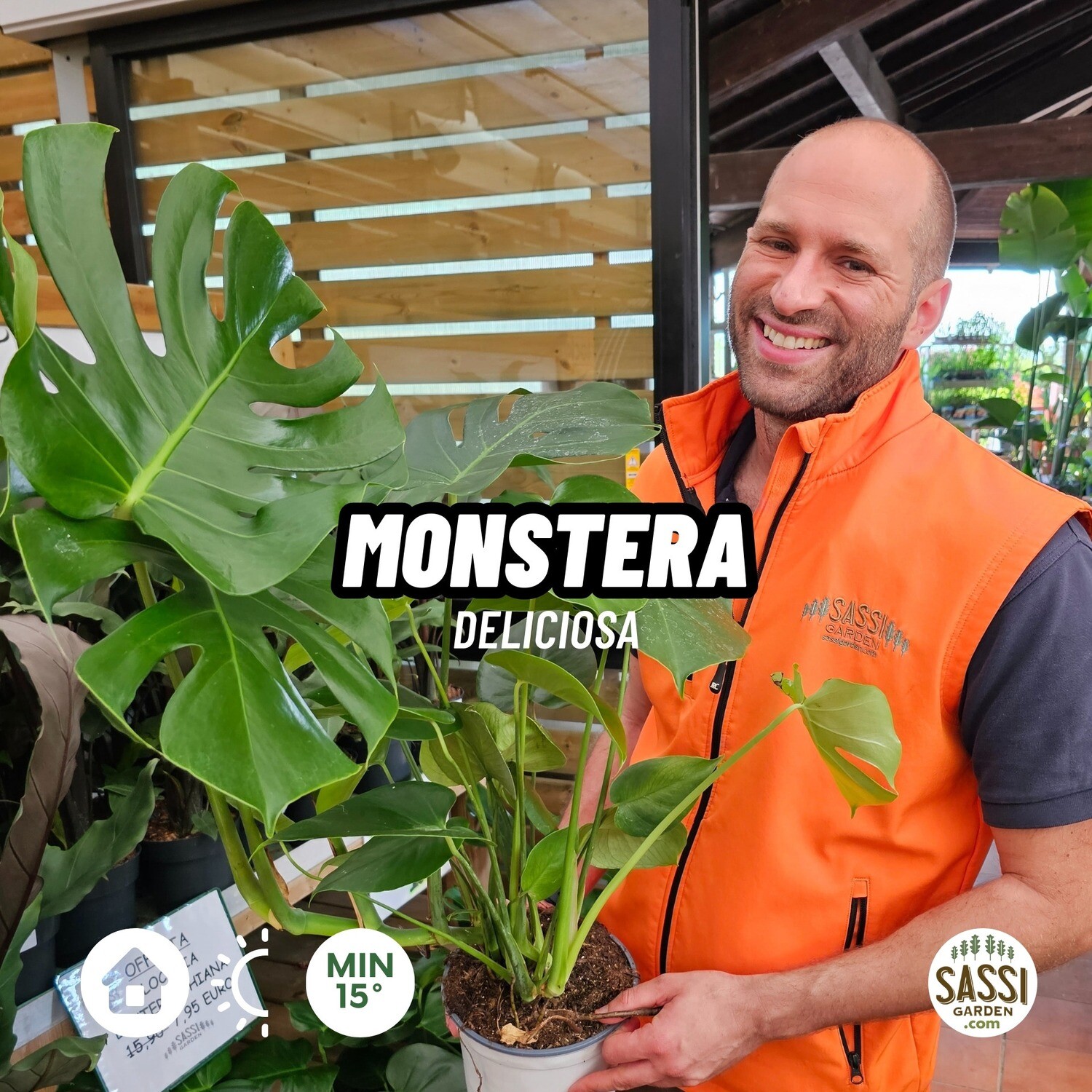 Monstera deliciosa, Philodendron Pertusum - vaso Ø19 cm, h 60 cm