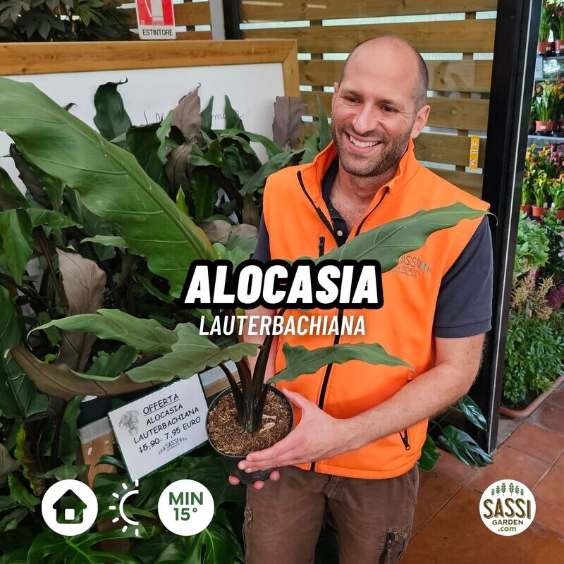 Alocasia lauterbachiana, Alocasia di Lauterbach - vaso Ø19 cm, h 65 cm