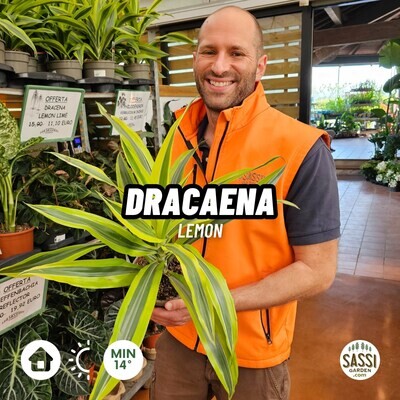 Dracaena fragrans &#39;Compacta Lemon Surprise&#39; - vaso Ø 17cm