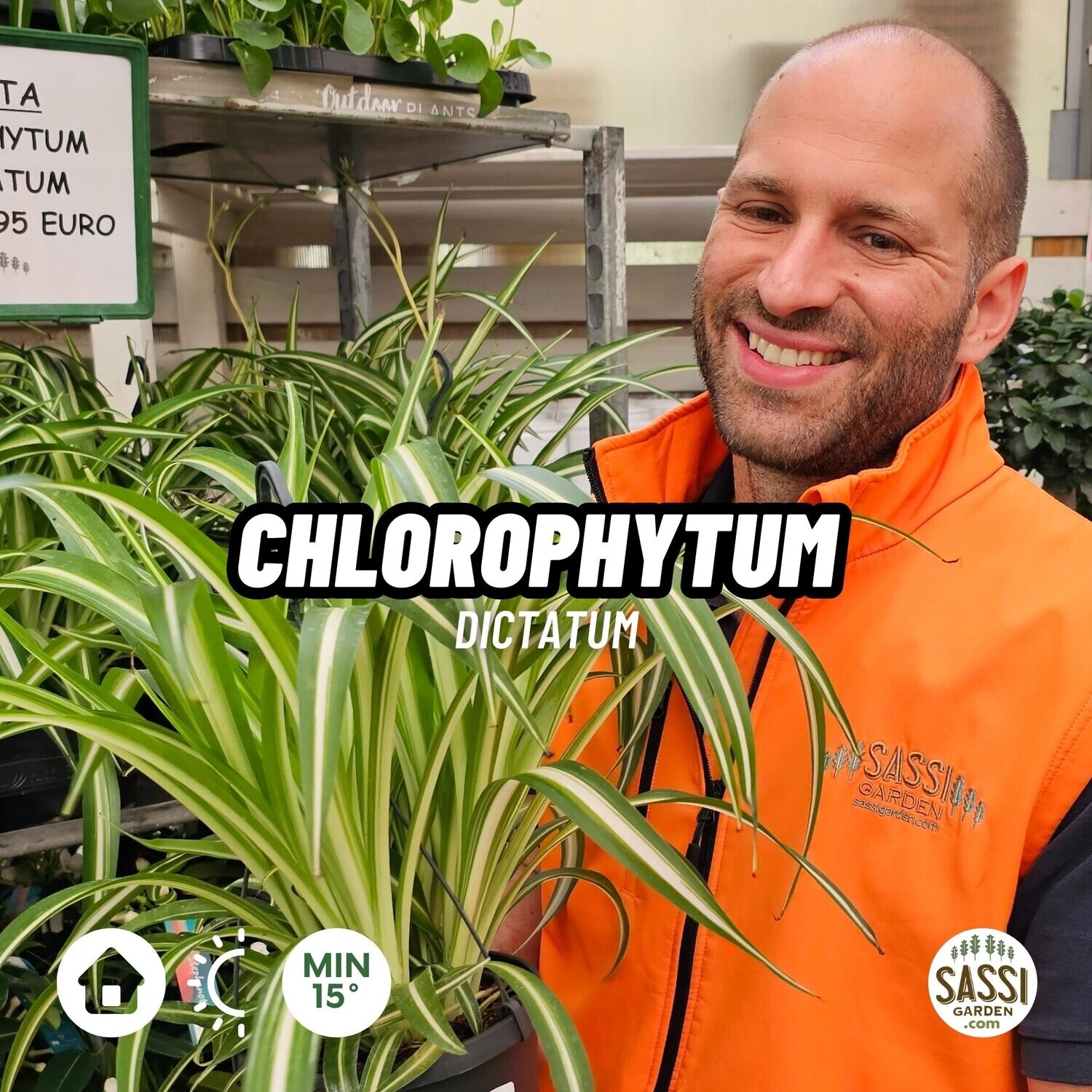 Chlorophytum Dictatum, Clorofito Variegato, Falangio, Nastrino - basket Ø19 cm