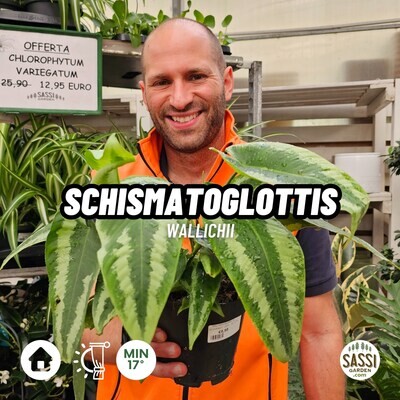 Schismatoglottis wallichii - vaso Ø10 cm