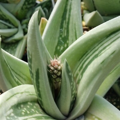 Gasteraloe Green Ice - vaso Ø16 cm