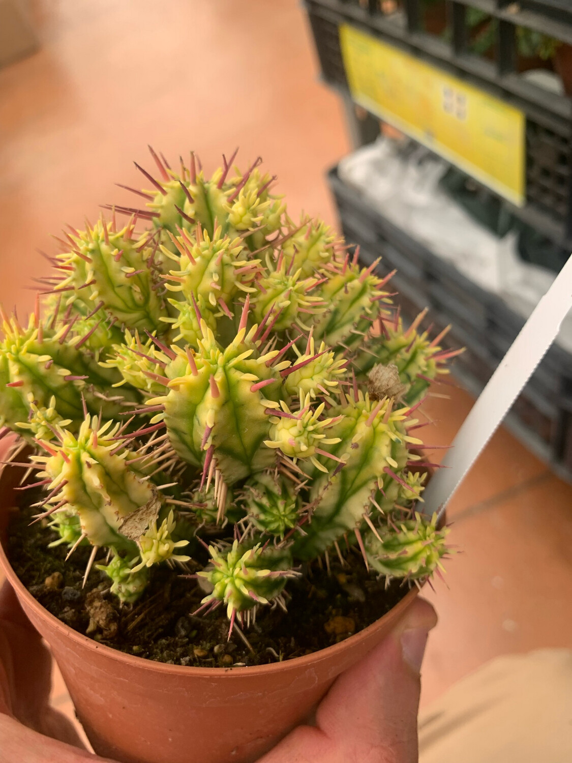 EUPHORBIA ENOPLA variegata vaso 10,5