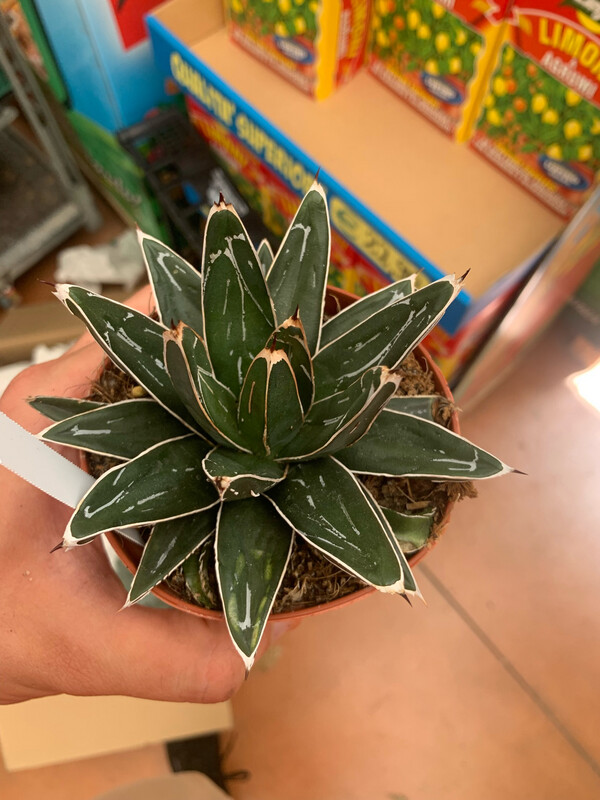 Agave Regina Vittoria, Agave victoriae reginae - vaso Ø12 cm