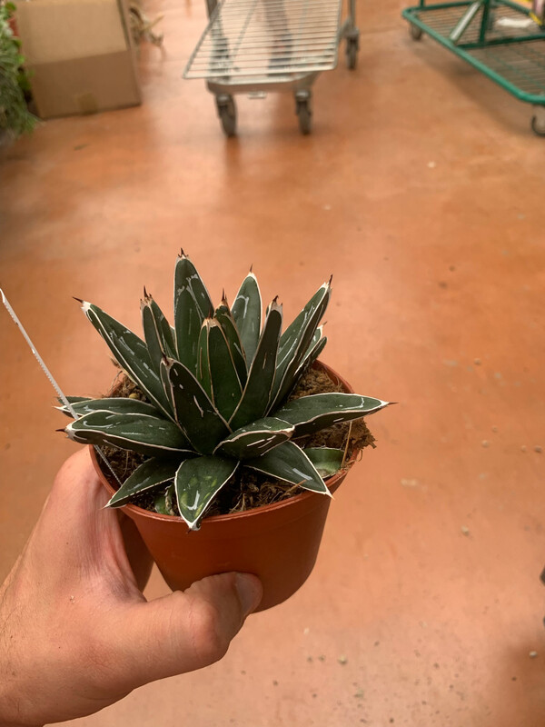 Agave Regina Vittoria, Agave victoriae reginae - vaso Ø10 cm