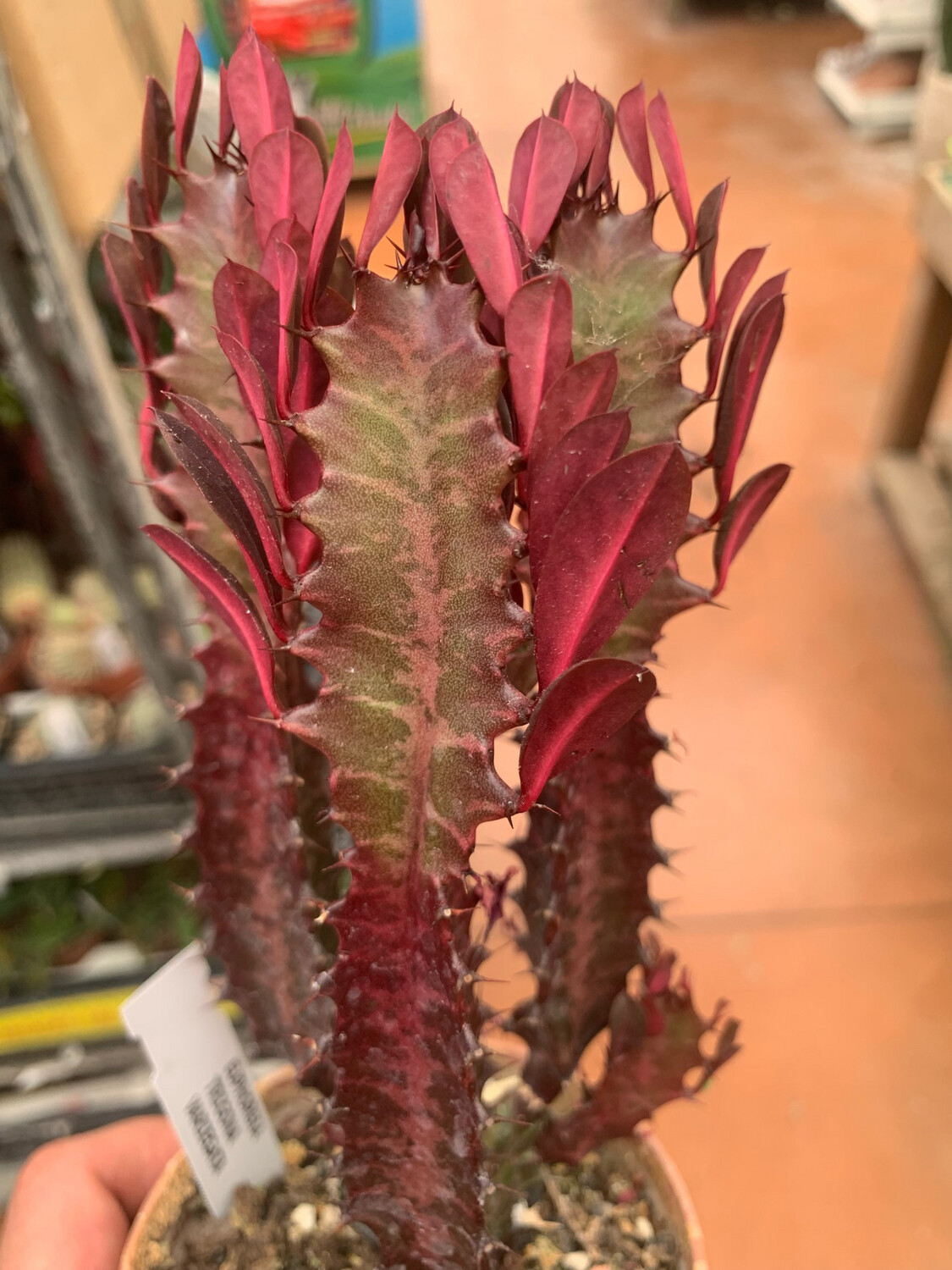 Euphorbia trigona rubra - vaso 10,5 h 30