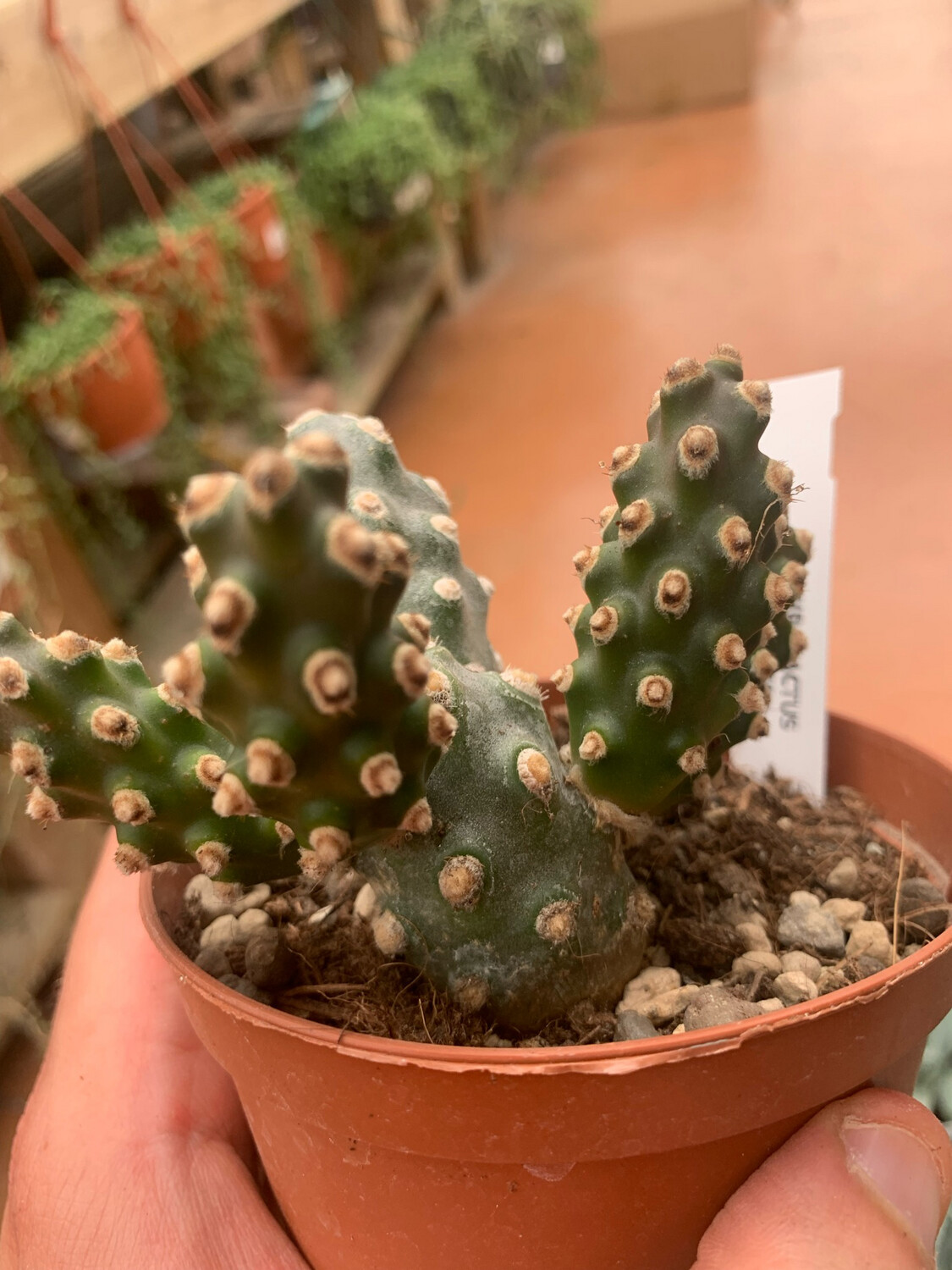 Tephrocactus Molinensis - vaso Ø10,5 cm