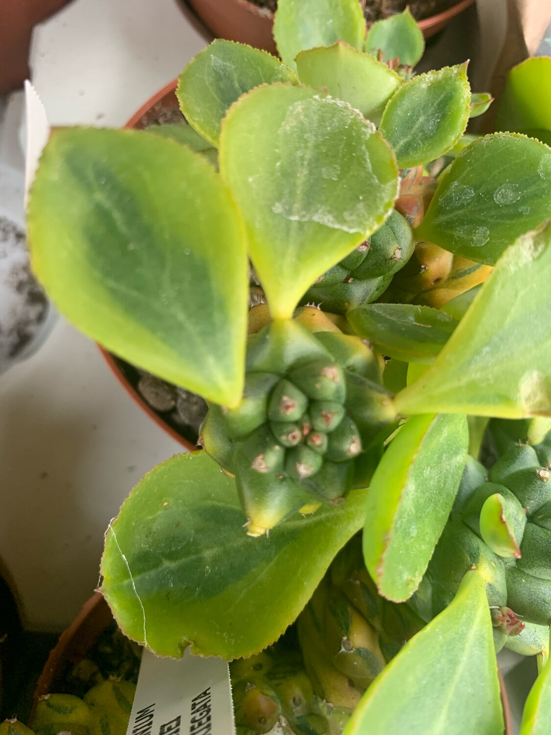 Euphorbia Monadenium Ritchiei variegata - vaso 10,5