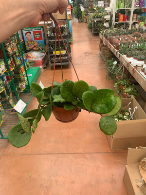 Hoya Obovata - basket Ø14 cm