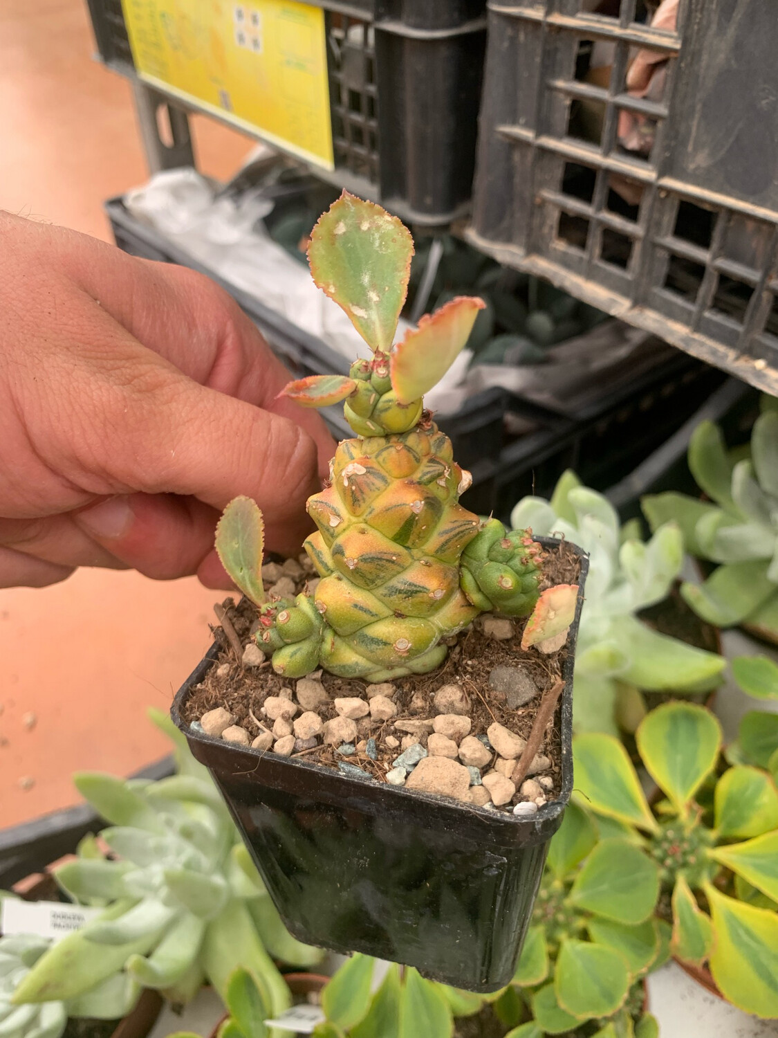 EUPHORBIA Monadenium Ritchiei variegata vaso 8 quadrato