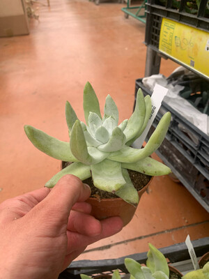 Dudleya Pachyphytum, Dudleya - vaso Ø10,5 cm