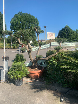 Ulivo secolare, Olivo, Olea europaea multitronco a Pon-Pon Tg Grande Ulivo Arbequina