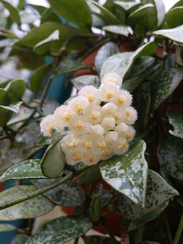 Hoya lacunosa &#39;Splash&#39; basket 10.5 cm