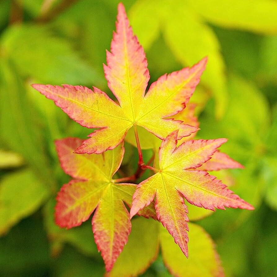 Acero Giapponese 'Little Princess' - Pianta Giardino Vaso ⌀19 Cm Altezza 40-50 Cm - Foto 9
