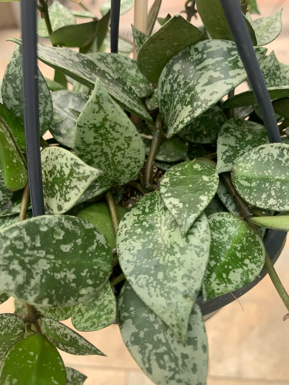 Hoya lacunosa 'Splash' - basket Ø10.5 cm