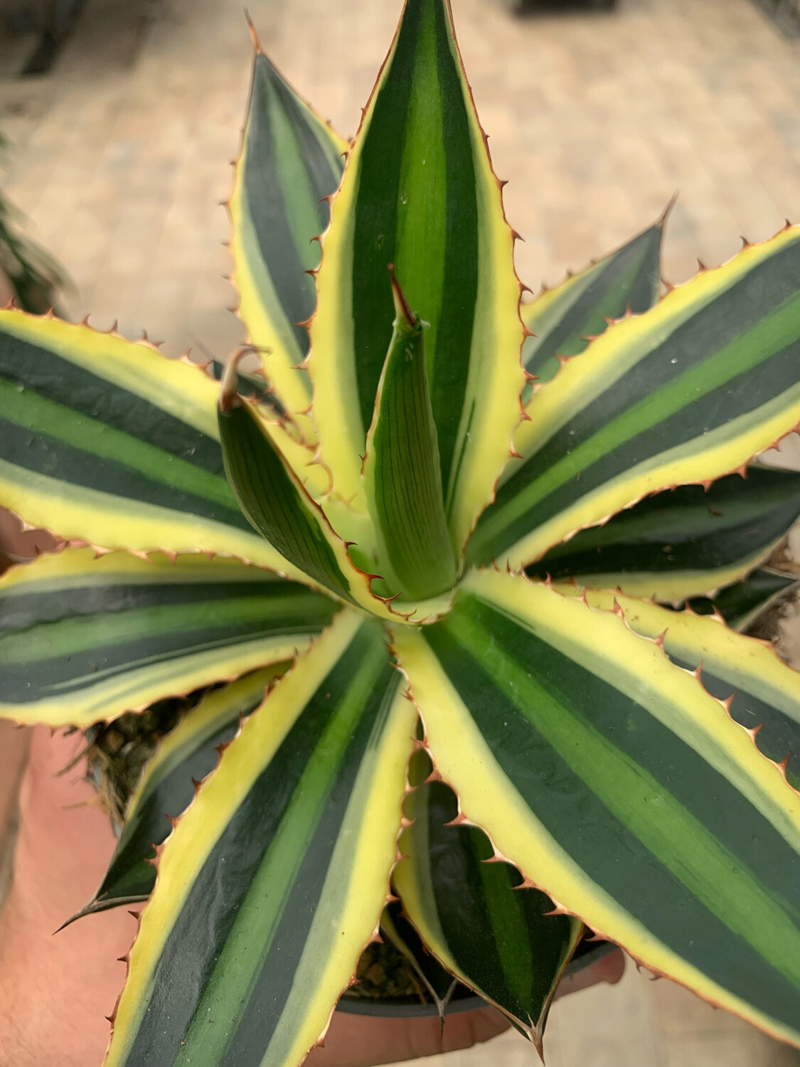 Agave Lophantha variegata, Pianta Succulenta/Pianta Grassa - vaso Ø 13cm