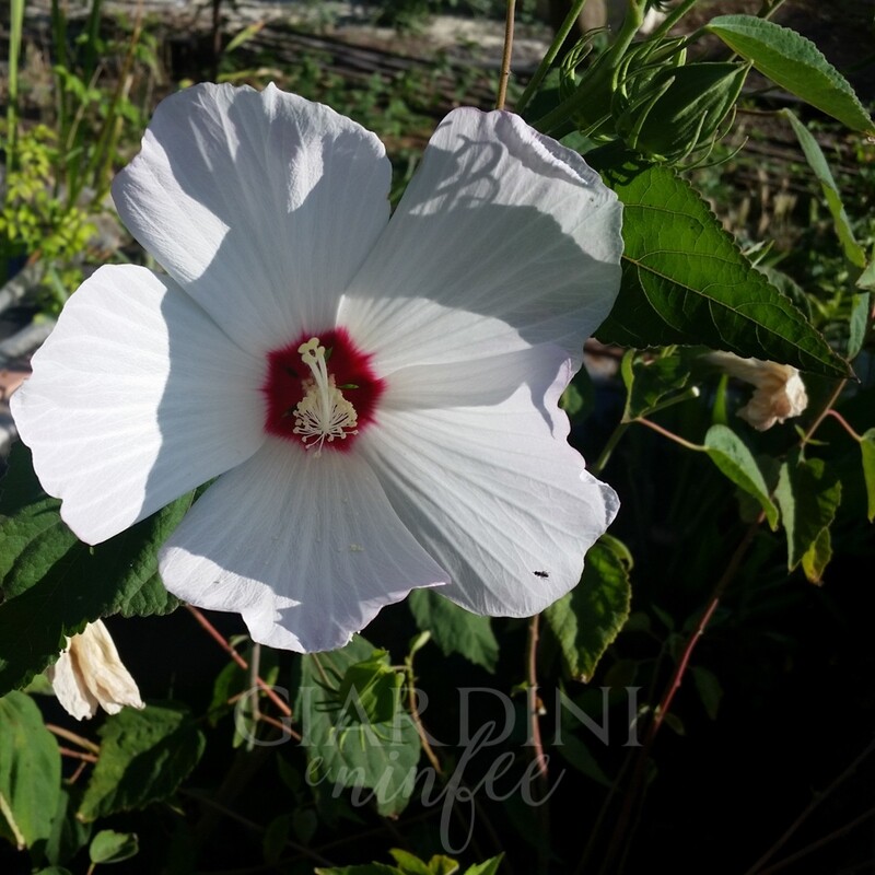Ibisco Palustre, Hibiscus moscheutos &#39;White Snow&#39; - vaso Ø24 cm