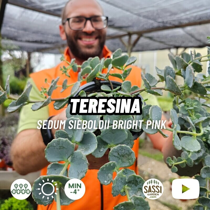 Erba Teresina, Sedum Sieboldii - vaso Ø5,5 cm