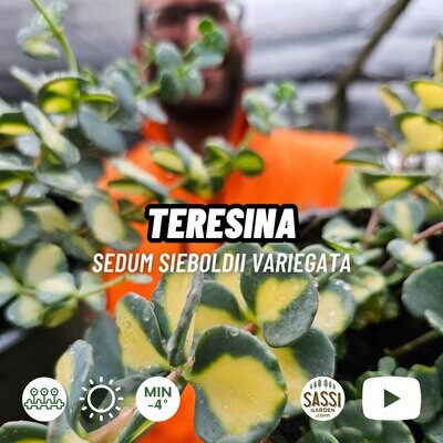 Erba Teresina, Sedum Sieboldii Mediovariegata - vaso Ø8,5 cm
