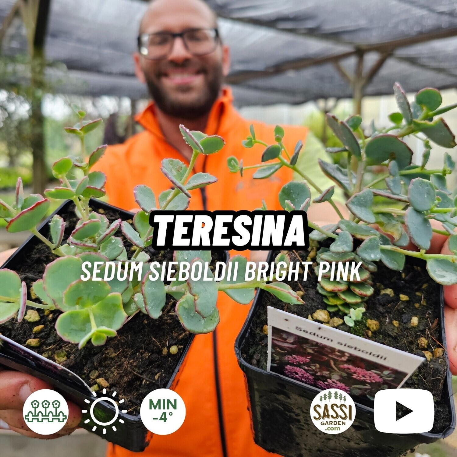 Erba Teresina, Sedum Sieboldii - vaso Ø10 cm