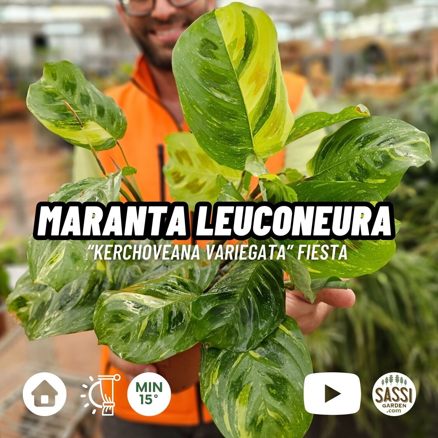 Maranta Leuconeura Kerchoveana Variegata - Maranta Fiesta - vaso Ø12 cm