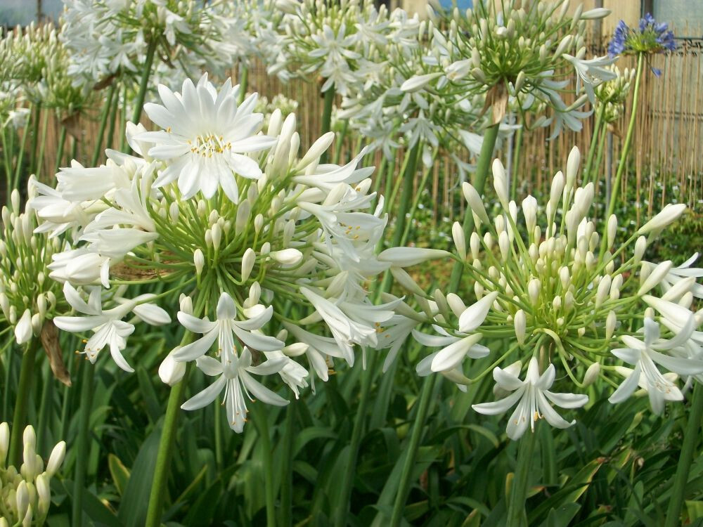 Agapanthus Sapphire White, Agapanto Zaffiro Bianco - vaso Ø18 cm