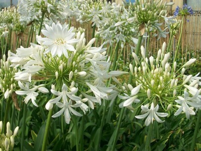 Agapanthus Sapphire White, Agapanto Zaffiro Bianco - vaso Ø18 cm