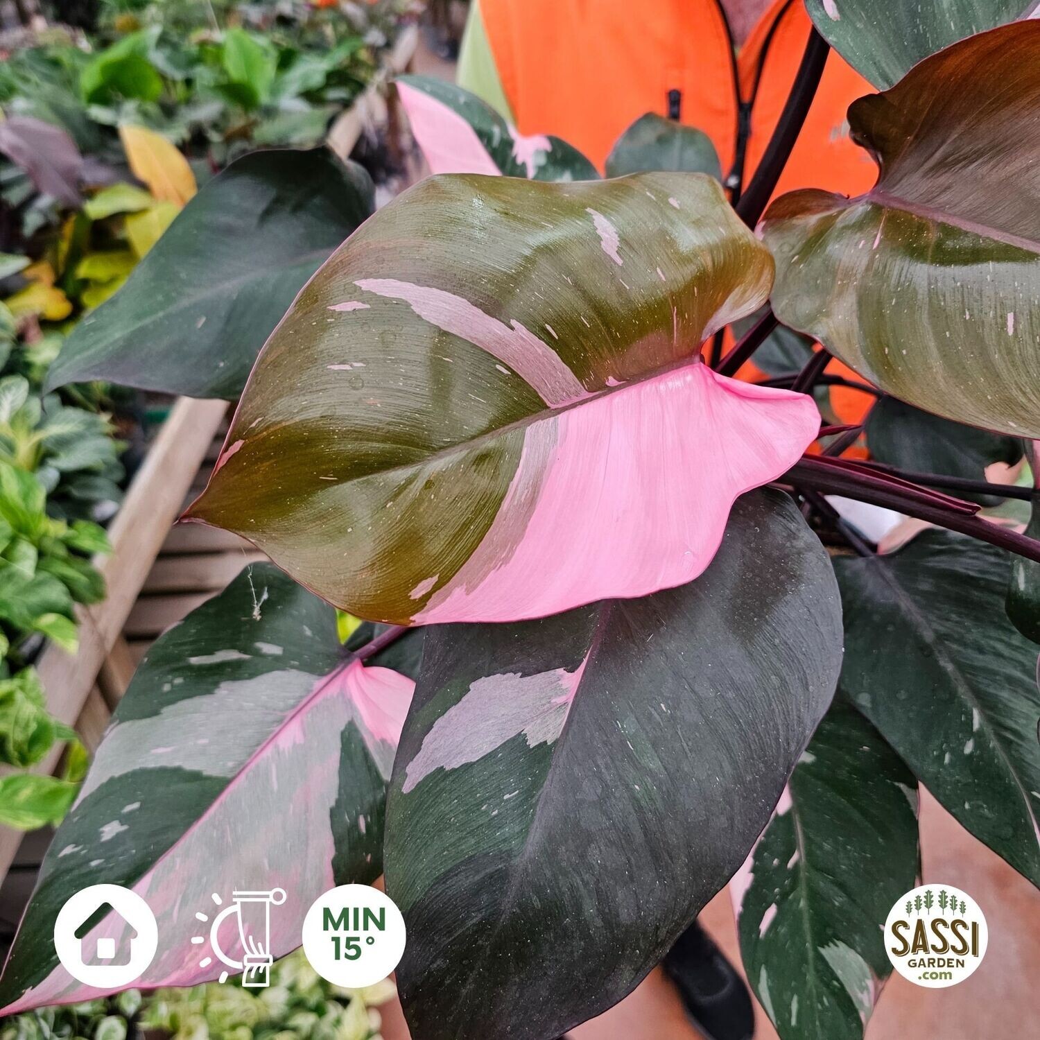 Philodendron Erubescens &#39;Pink Princess&#39;, Filodendro - vaso Ø17 cm h 35