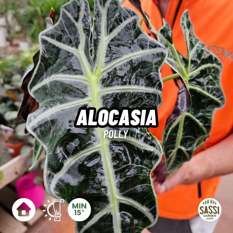 Alocasia x Amazonica &#39;Polly&#39; - ciotola Ø17 cm