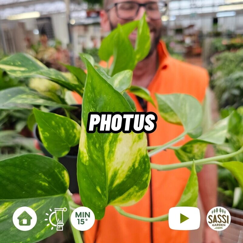 Epipremnum Pinnatum &#39;Aureum&#39;, Scindapsus Aureus, Potus, Potos, Pothos, Photus - vaso Ø10.5 cm