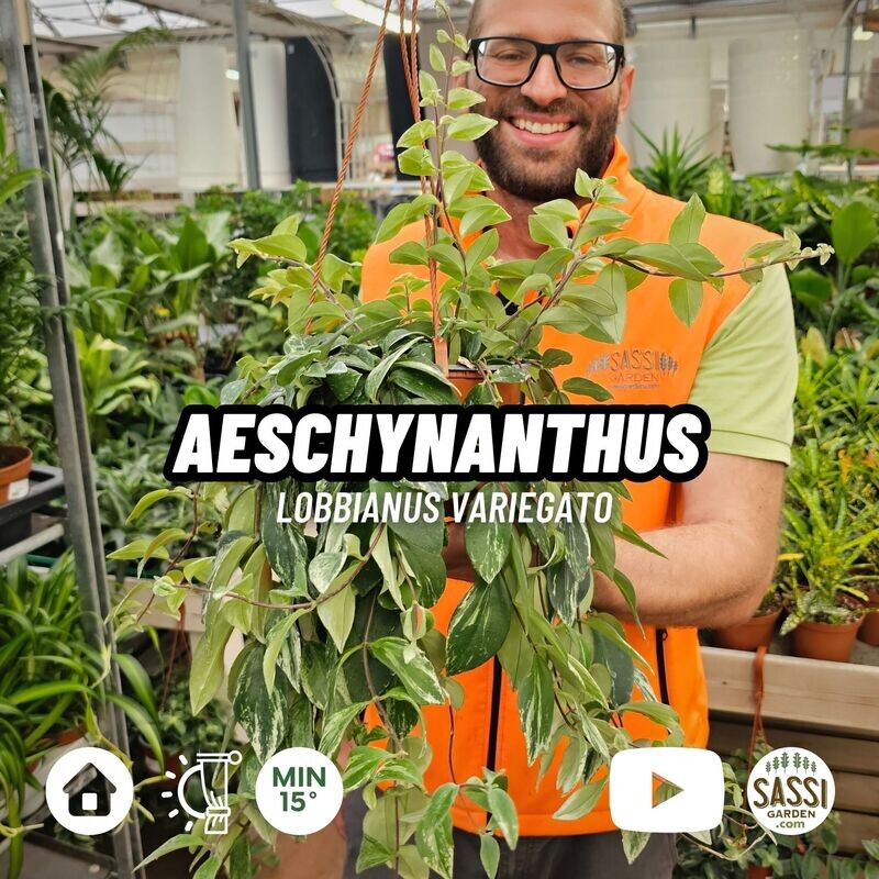 Aeschynanthus lobbianus Variegato, Eschinanto, pianta rossetto - basket Ø 17cm