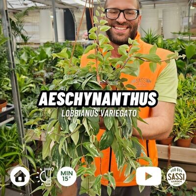 Aeschynanthus lobbianus Variegato, Eschinanto - basket Ø 17cm