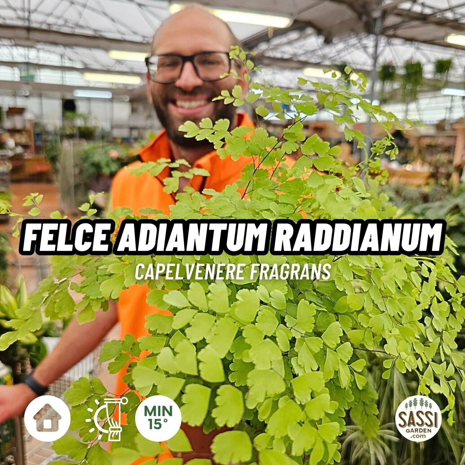 Adiantum Raddianum Fragrans - Capelvenere - Felce di Maidenhair - vaso Ø13 cm