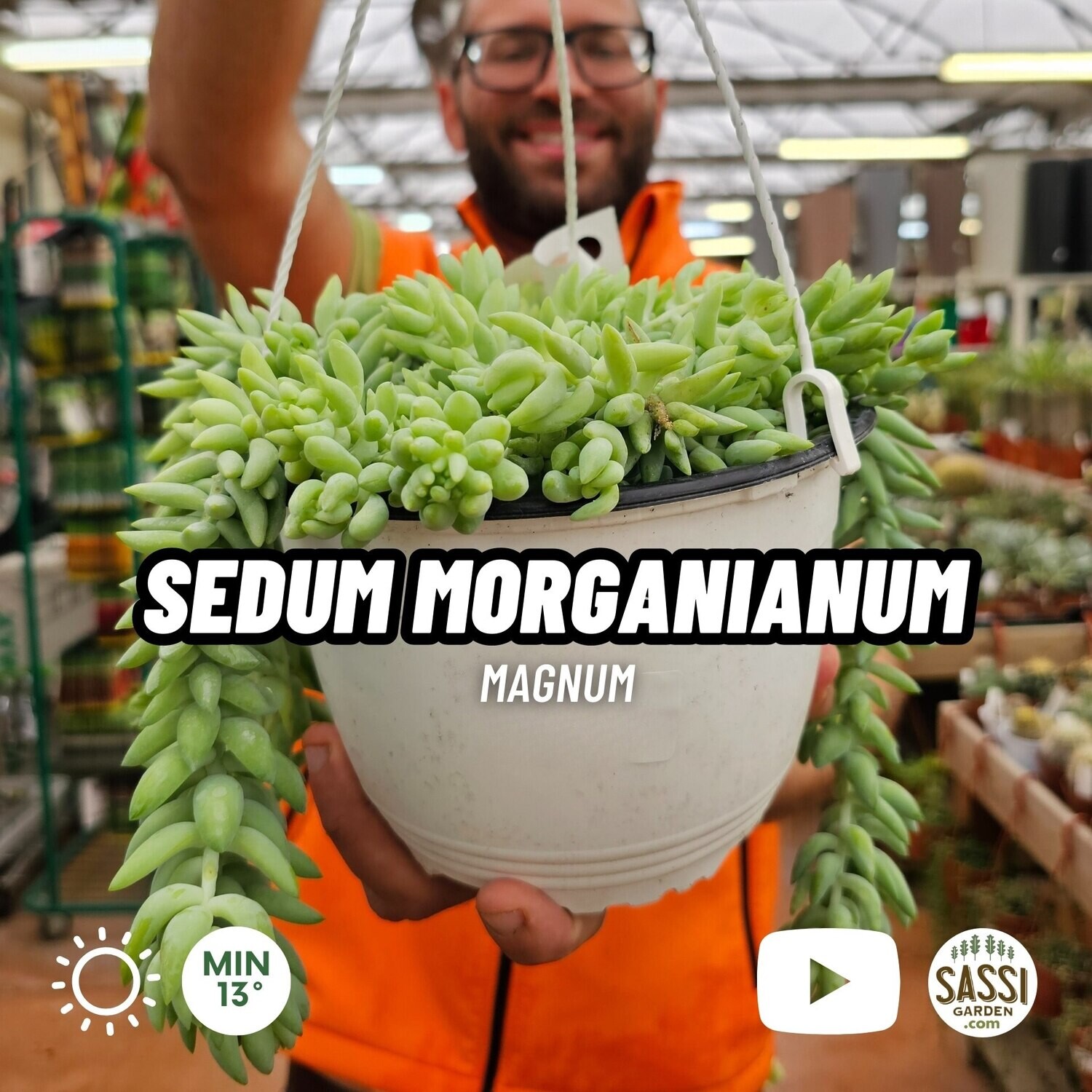 Sedum morganianum, Coda d'asino - vaso Ø19 cm