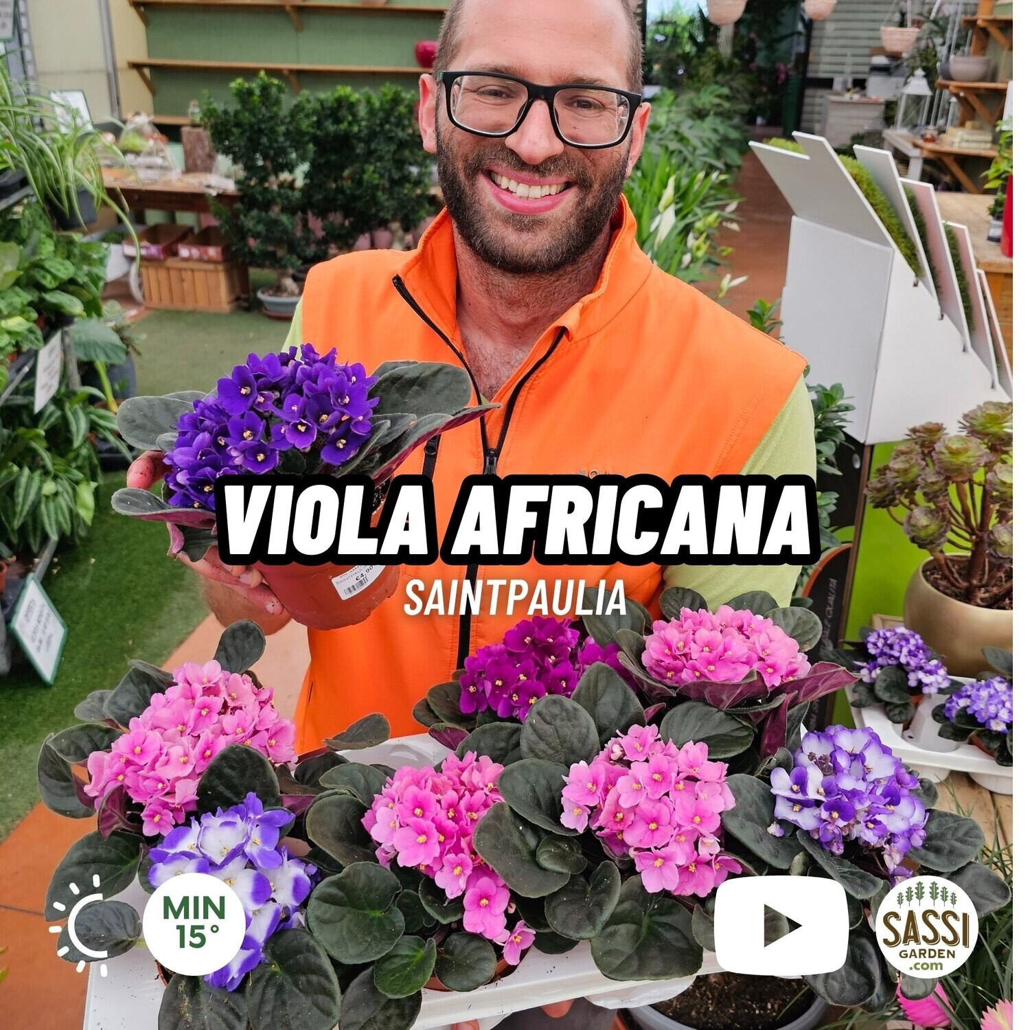 Viola Africana, Saintpaulia, Saintpaulia ionantha - vaso Ø12 cm