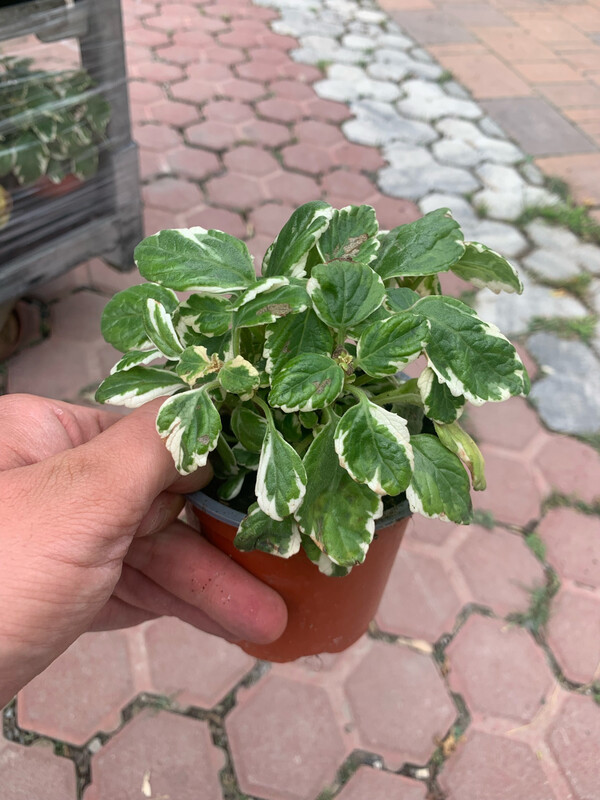 Plectranthus coleoides variegatus- Falso Incenso - vaso Ø 10 cm
