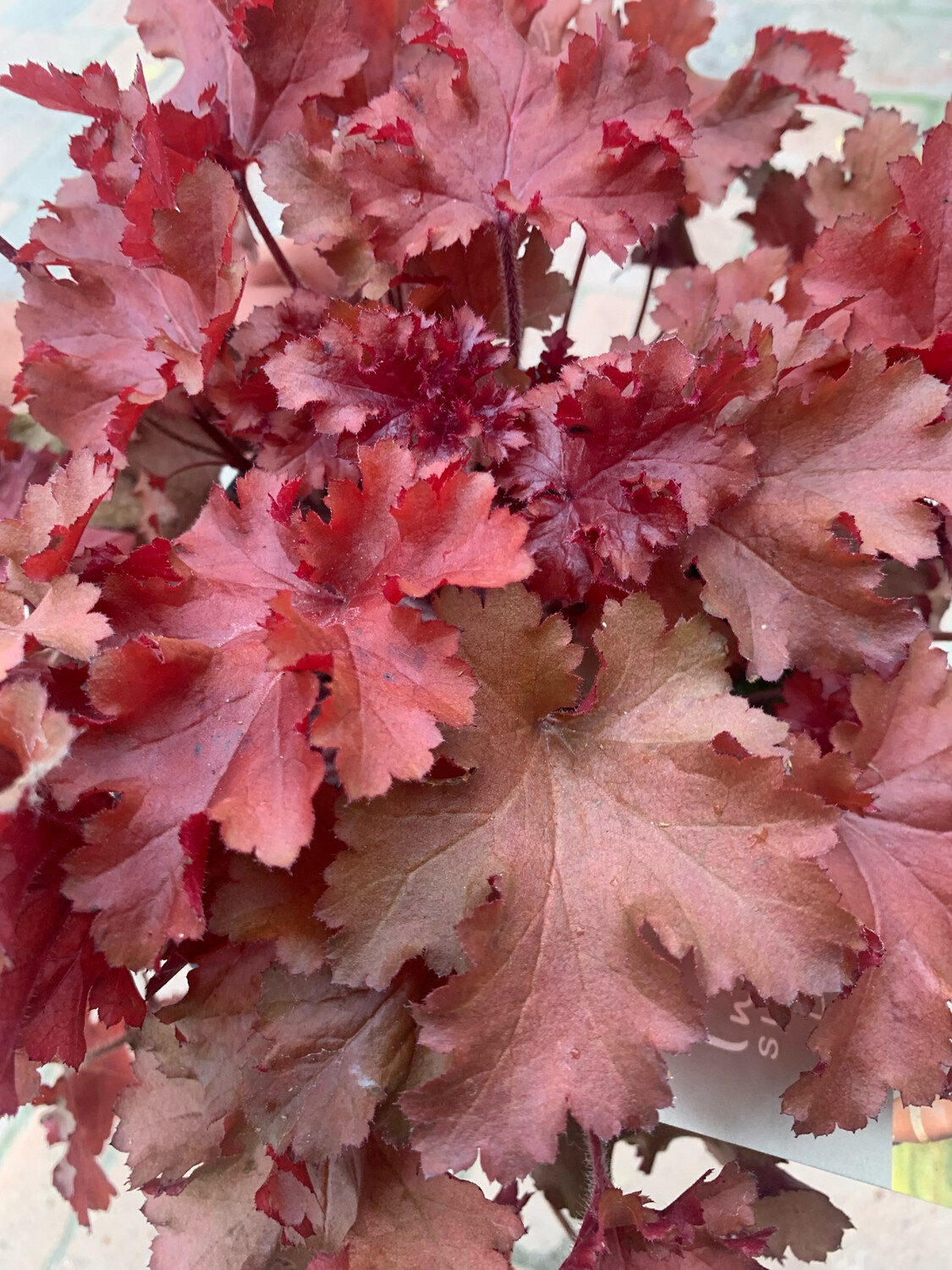Heuchera &quot;Indian Summer Boysenberry&quot; - vaso Ø12 cm
