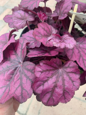Heuchera &#39;Mulberry&#39; - vaso Ø12 cm