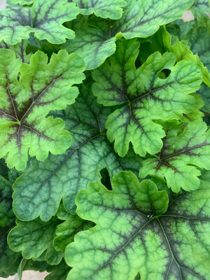Heuchera &#39;Indian Summer Green&#39; - vaso Ø12 cm