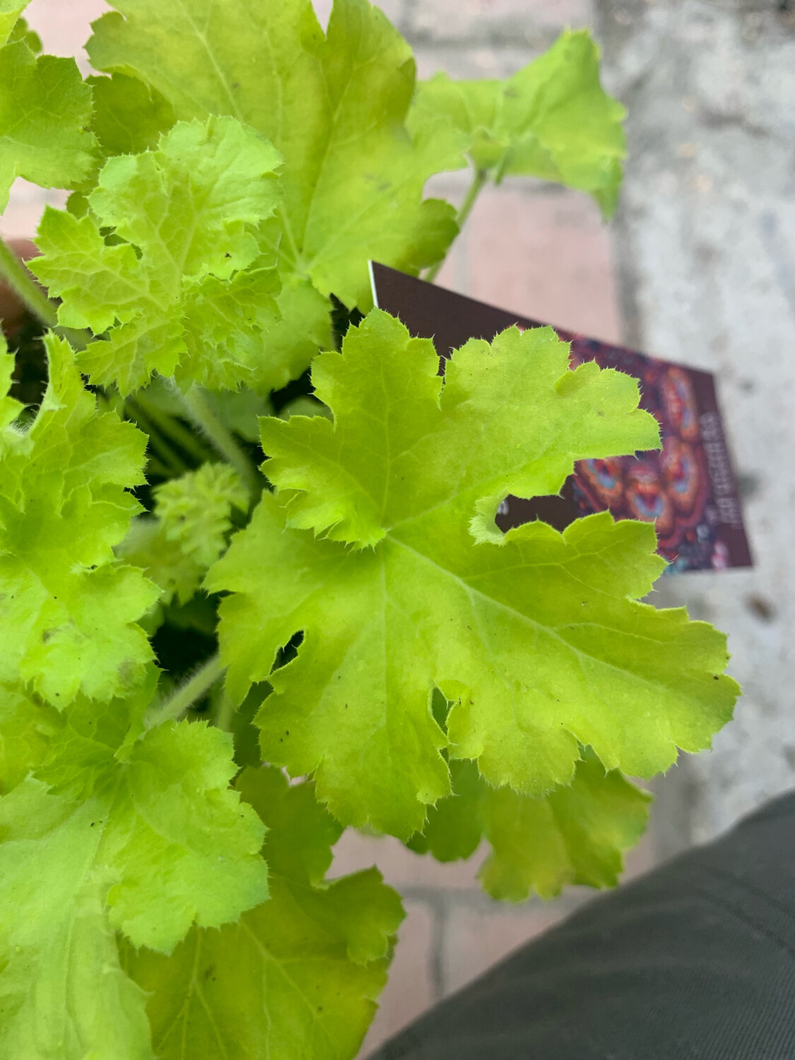 Heuchera &quot; Limeberry &quot; vaso 12