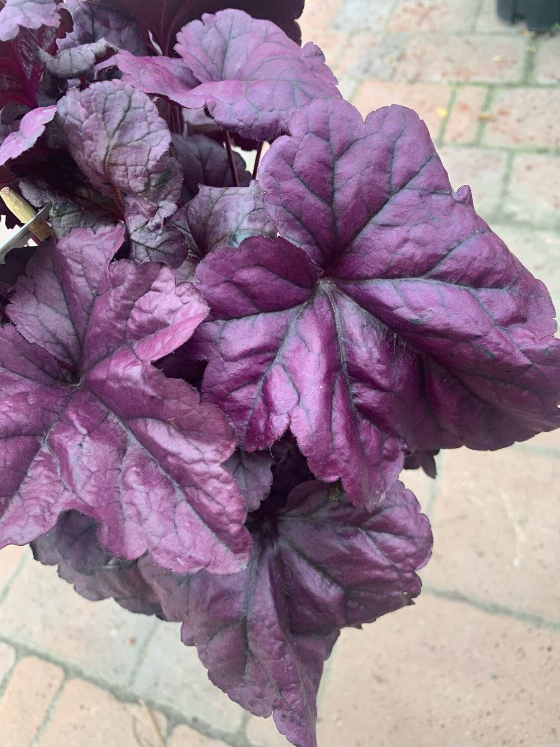 Heuchera &#39;Blackberry&#39; - vaso Ø12 cm