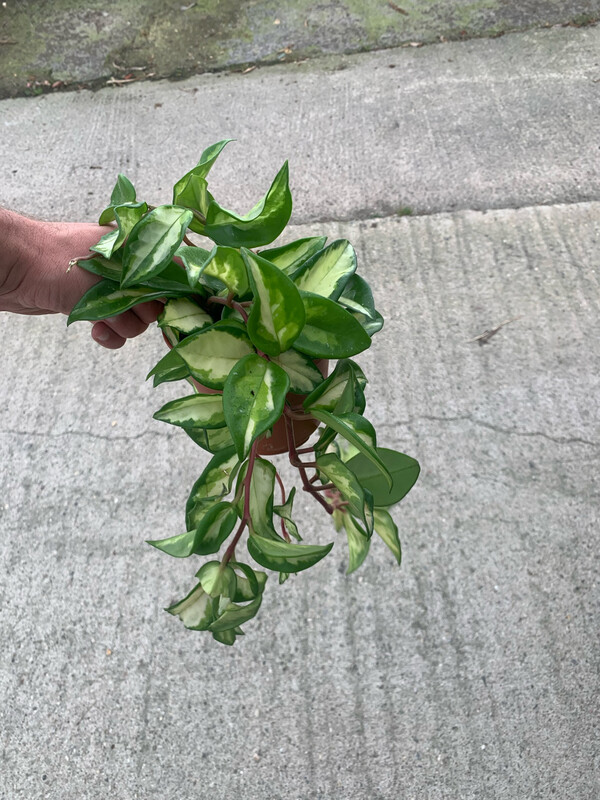 Hoya Carnosa Tricolor, Fiore di Cera - vaso Ø12 cm