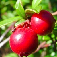 Vaccinium &#39;Red Pearl&#39;, Mirtillo Rosso - vaso Ø19 cm