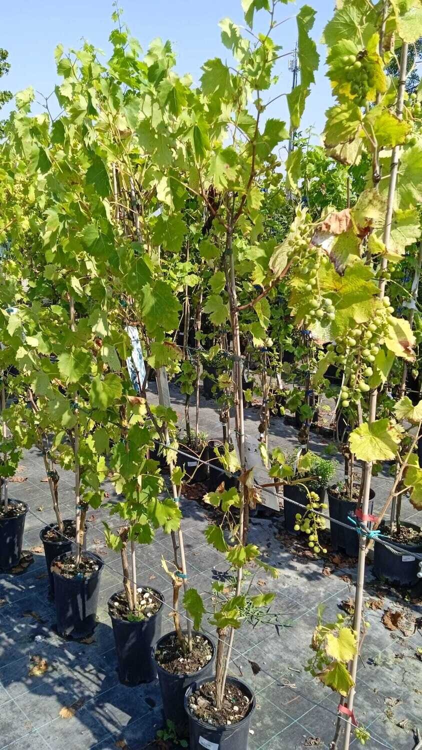 Vite da tavola Palatina-Vitis vinifera var. sativa- uva - vaso h20, Ø18 cm