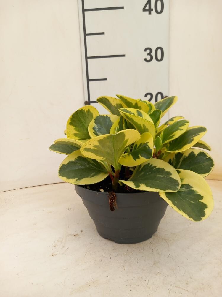 Peperomia obtusifolia ' Golden Gate ' - v17