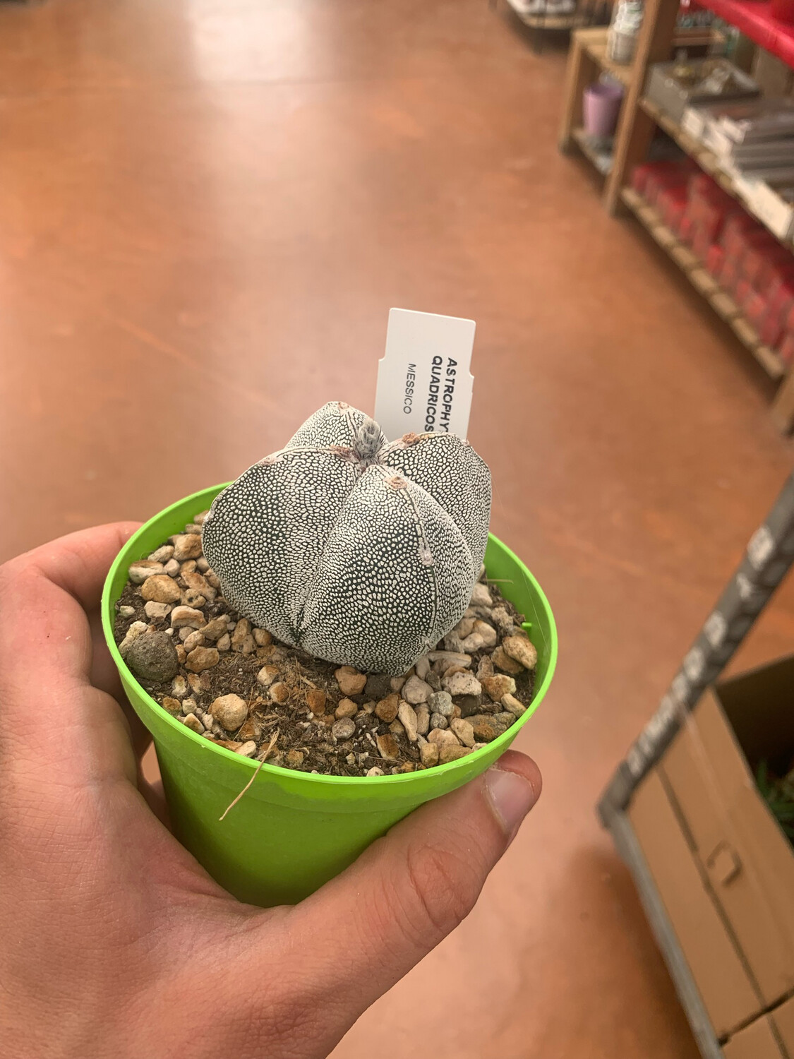 Astrophytum myriostigma onzuka quadricostatum - vaso Ø10 cm