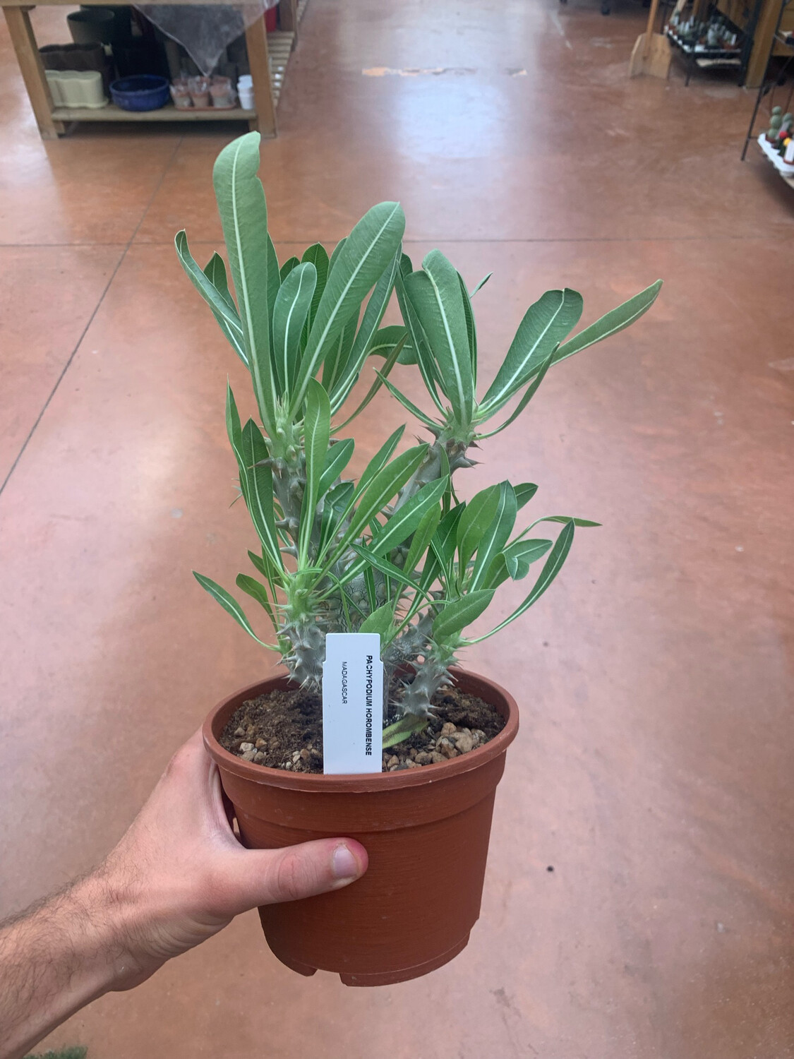 Pachypodium Horombense - vaso Ø17 cm
