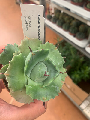 Agave Potatorum Shji-Raijin/Japan, Pianta Succulenta/Pianta Grassa - vaso Ø 7,5cm