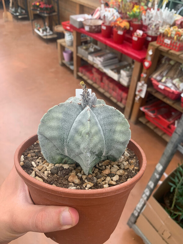 Astrophytum myriostigma - vaso Ø14 cm