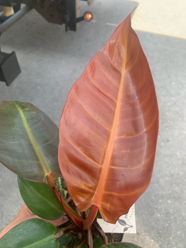 Philodendron 'Red Sun', Filodendro - vaso Ø11 cm
